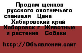 Продам щенков русского охотничьего спаниеля › Цена ­ 15 000 - Хабаровский край, Хабаровск г. Животные и растения » Собаки   